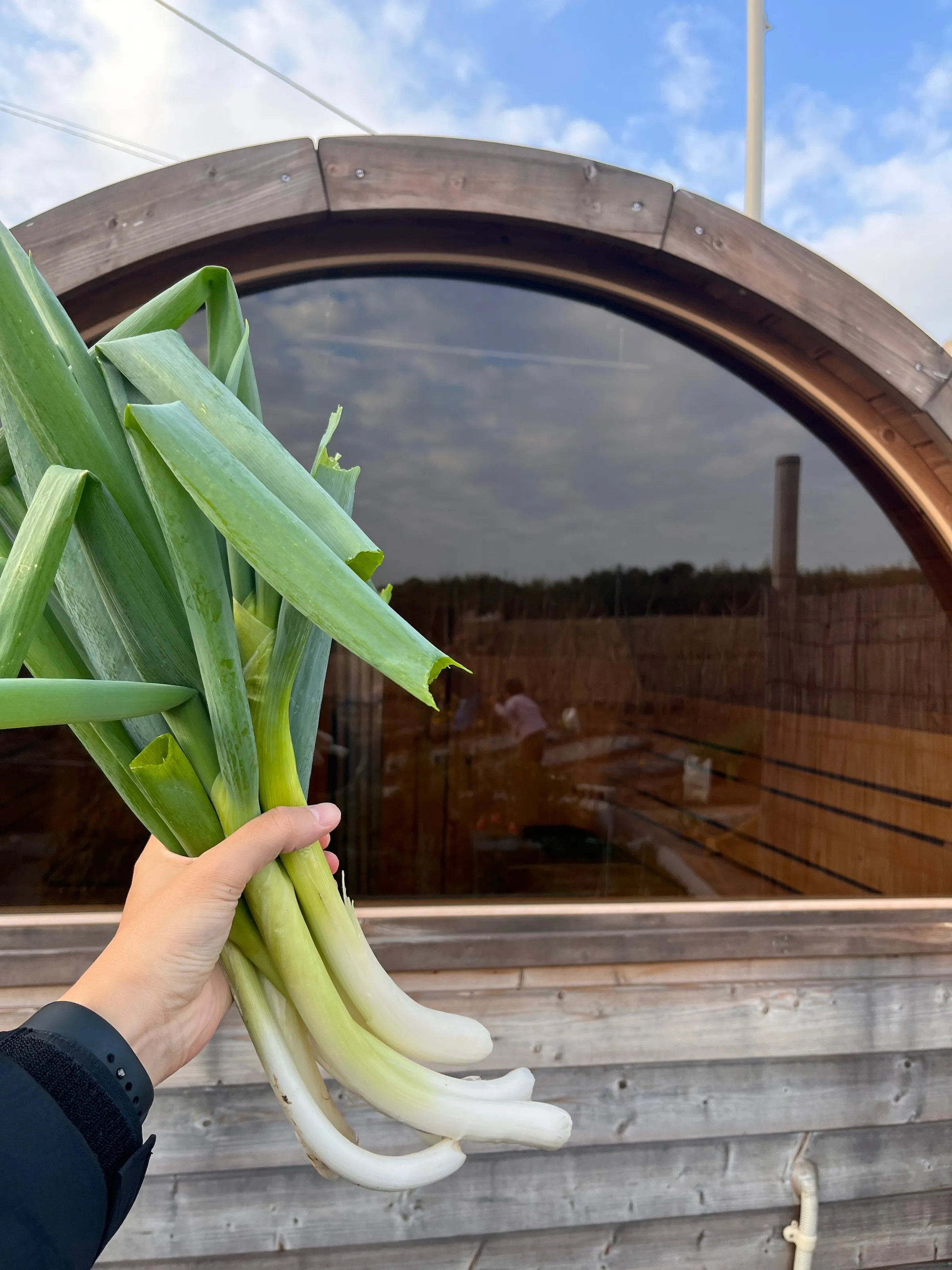 Fresh leeks from the garden with the barrel sauna's round window behind them